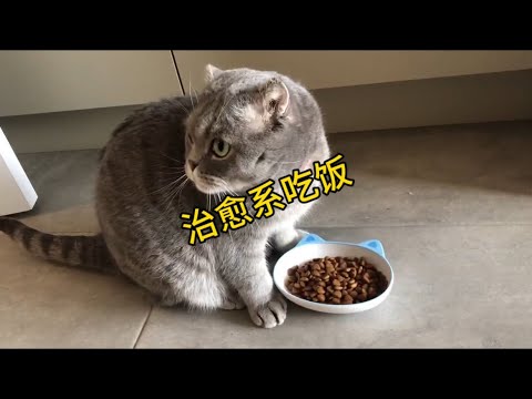 治愈系吃饭#猫 #cat