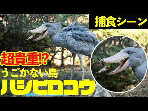 【 #ハシビロコウ 】千葉市動物公園のしずかの捕食シーンを大公開！超貴重！