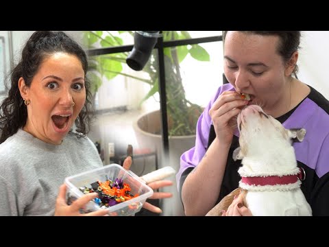 Day in the Life of a Dog Groomer | Today at Hackney Barkers: Ep 11