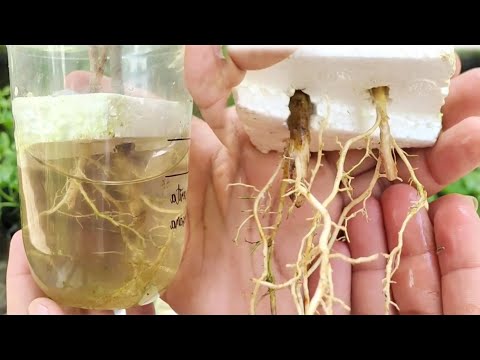 Super Easy Cutting Method, Super As A Medium And Onion As A Root Stimulant