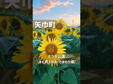 岩手県矢巾町さつき公園のひまわり畑9/5までかな。規模は小さいけど私はおすすめします#岩手観光