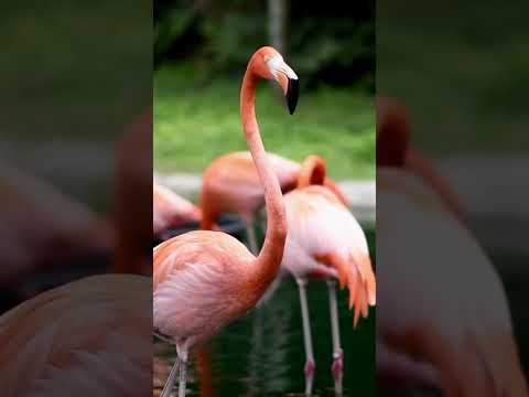 "Flamingo Makeover: Nature’s Beauty Salon in Every Bite" #flamingo #facts #science #shorts #makeup