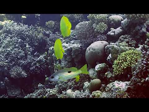 Bluecheek Butterflyfish   2   Gota Abu Ramada