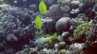 Bluecheek Butterflyfish   2   Gota Abu Ramada