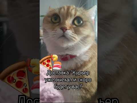 Ожидание доставки #забавныеживотные #юмор #позитив #котики #любимыепитомцы