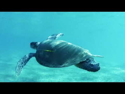 Sea Turtle , Chelonia mydas , Cyprus