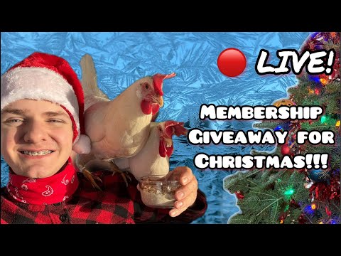 🔴🤠🎄Gifting Memberships!!! The Chickens Wish You A Great Christmas!🎄🐔🔴