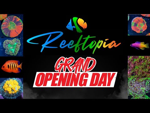 Reeftopia Grand Opening