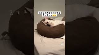 犬をダメにするニトリのもちもちクッション #フレブル