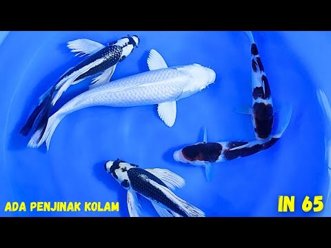 ARINOR KOI REVIEW IKAN PELENGKAP KOLAM‼️