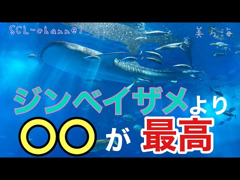 【美ら海水族館】ジンベイザメよりアレが見れて最高だった【沖縄】