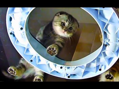 Under paws and bellys | Funny Cats Video