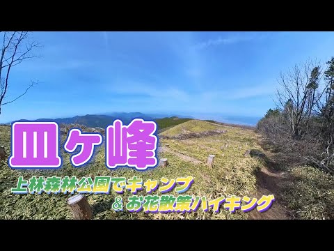 2023年４月　皿ヶ峰の風穴コースを日帰りで登りました。歩きやすいハイキングロード。お花がたくさん咲いていました。前日は、上林森林公園でキャンプしてました。