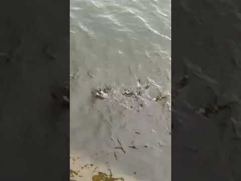 Fishes in lake clearly visible