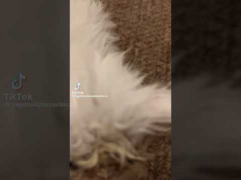 Credits to ragstorichesanimalrescu on tiktok #notmine #funny #youtubeshorts #shortsviral #catvideos