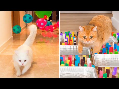 What Toys Do Cats Love? #12