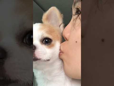 강아지 뽀뽀 (잔뜩) 성공!!! 🐶 😚