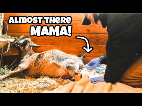 The most PERFECT adorable goat birth 🥹