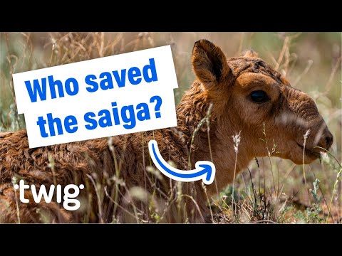 How the Saiga Recovered from the Brink of Extinction