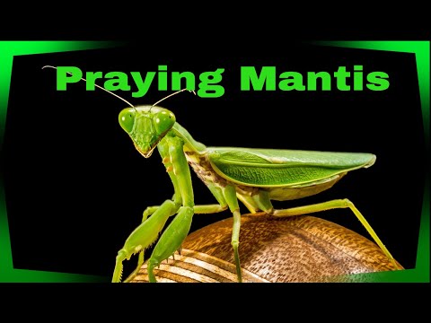 3 Cool facts about The Praying Mantis!