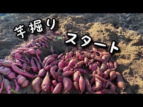 【芋掘り】サツマイモの収穫スタート！