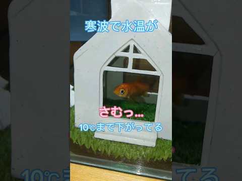 金魚水槽にも寒波到来。 #金魚 #癒し