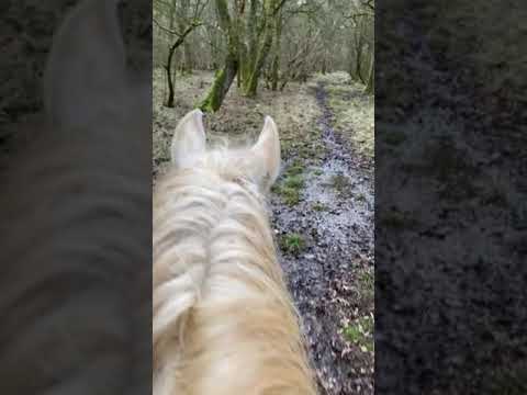 Riding through the woods 1 ASMR #SHORTS