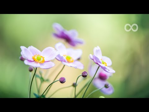 Beautiful Piano Music - Relaxing Music, Study Music, Stress Relief, Sleep Music (Akudo)