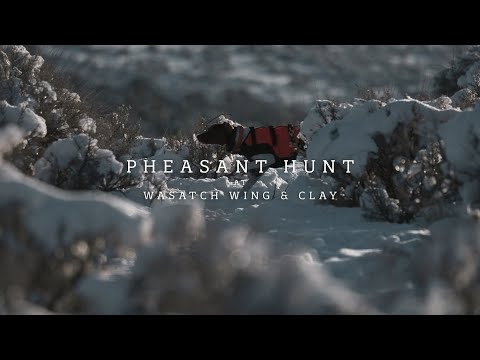 A pheasant hunt at Wasatch Wing & Clay