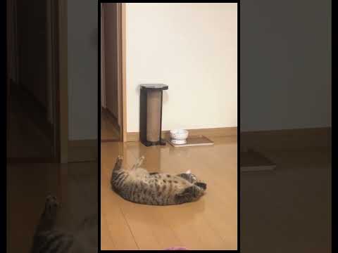 【ネズミのおもちゃは水につける猫】ポッチャン