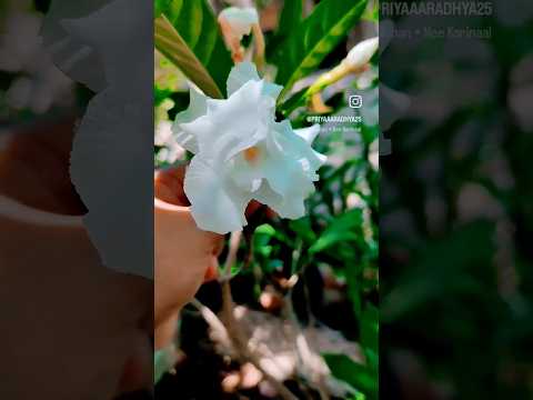 #nature #viral #trending #shortsfeed #ytshorts #tamil #yt #rose #flower