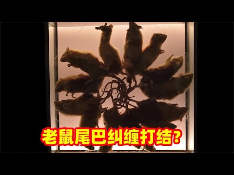 老鼠尾巴纠缠打死结，这是怎么回事呢？