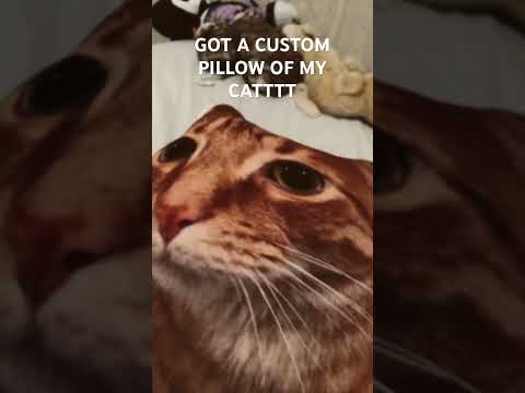 I GOT A CUSTOM PILLOW OF MY CAT OLLIEEE #cat #music