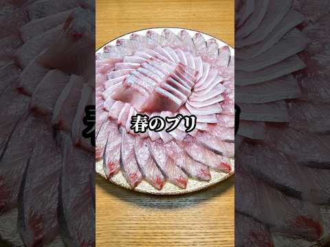 春のブリが脂のりすぎで美味すぎた #ブリ #刺身 #盛り付け #魚の捌き方