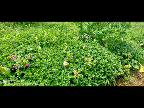 Valley of Flowers - Satara - Kaas Pathar - Kaas plateau - Maharashtra