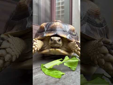 敵不動 我不動#video  #viral #animals #cute #pets #videos #turtle #sulcata #カメラ