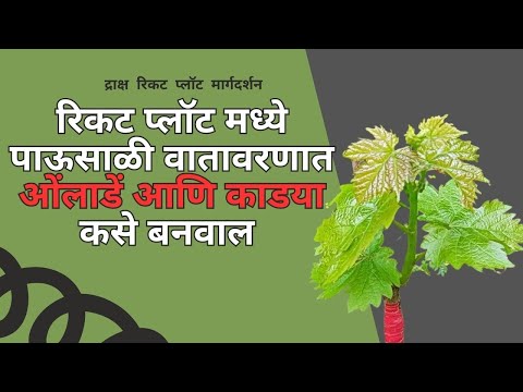 रिकट प्लॉट मध्ये पाऊसाळी वातावरणात ओंलाडें आणि काडया  कसे  बनवाल