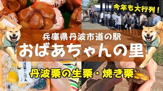 【丹波栗に大行列!!】道の駅「おばあちゃんの里」に焼き栗を買いに行ってきた！柴犬くんも初登場！？【秋の味覚 2024年10月10日 兵庫県丹波市 よんチャンTV】