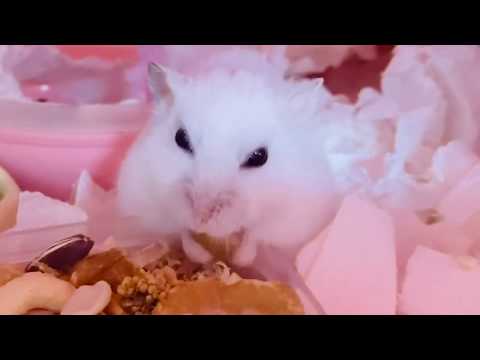 在睡覺呢，聞到食物愛睏也要先來吃  Hamster  waking up to eat