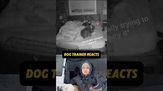 ⚠️ DOG TRAINER REACTS ⚠️ - Dog poos on owners bed 💩 #dog #dogtrainer #reaction