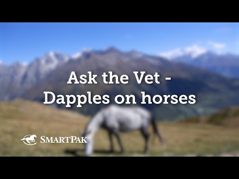 Ask the Vet - Dapples on horses