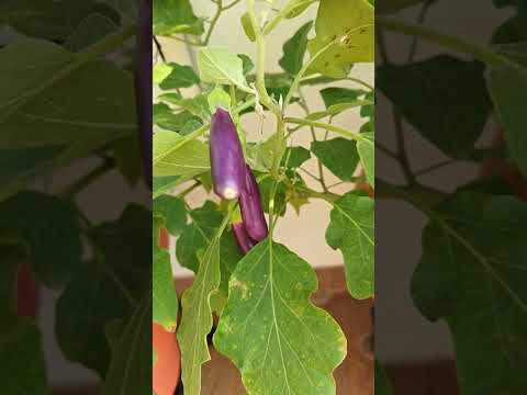 My Terrace garden in Hyderabad #birds #garden #terracegarden