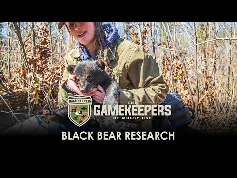 Black Bear Research