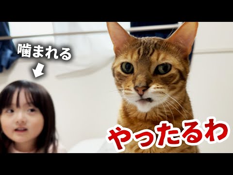 堪忍袋の緒が切れた！？ついガブッといっちゃう噛みつき猫と中身が入れ替わってしまったお調子者娘