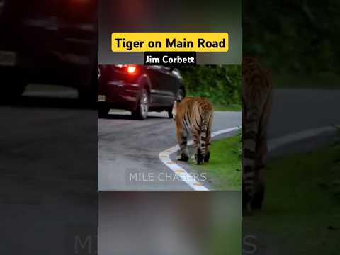 Tiger Sighting on Patkote road in Jim Corbett #shorts #tiger #trending