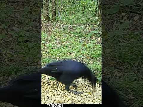 THOSE CROW HOPS THOUGH! #wildlife #trailcam #birds #nature