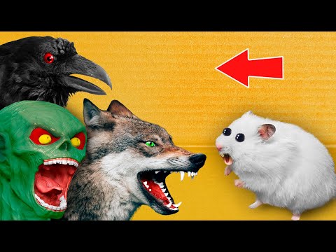 MONSTERS - DIY Hamster Maze with Traps [OBSTACLE COURSE]