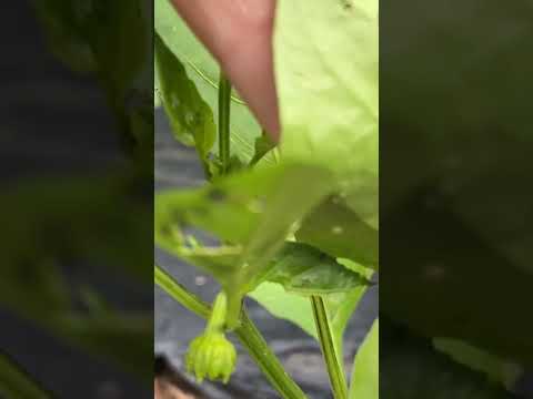 ピーマン【家庭菜園だより】green pepper