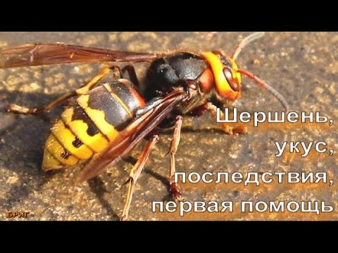 Шершень. Укус, последствия, первая помощь.