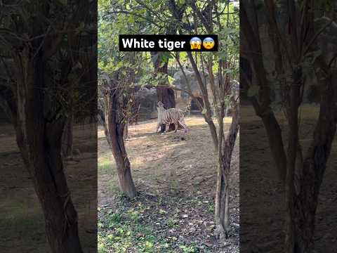 White tiger 😱 #animals #kruger #liontiger #comedy #krugersightings #wildcats #funny #greaterkruger